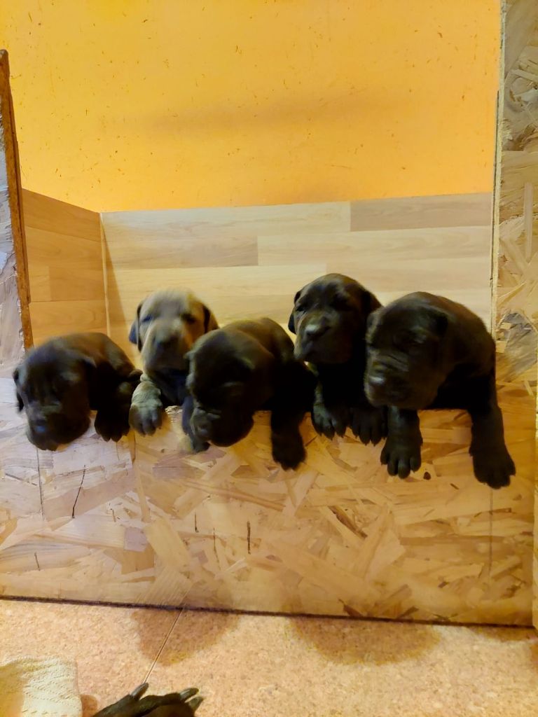 Chiots dogue allemand bleu et noir ne le 23/02/2023